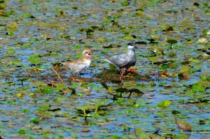 Крачка белощекая болотная (Chlidonias hybrida)              